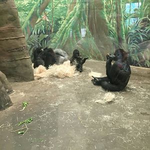 Zahra the baby gorilla