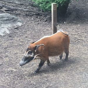 Red river hog
