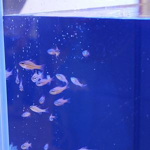 Golden Striped Cardinal (Apogon cyanosoma)