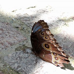 Blue morpho Butterfly