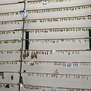 Metamorphosis Display