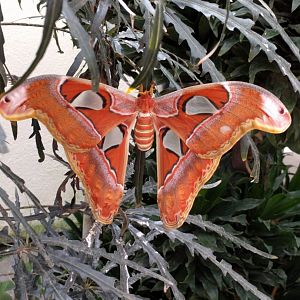 Giant Atlas moth