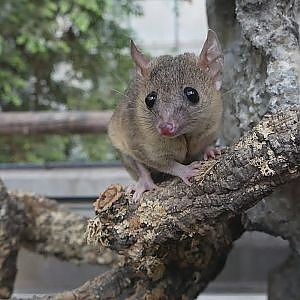 Paul & Lynsey's Zoo Tour #100 Zoo Dortmund - YouTube