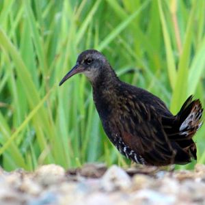 Virginia Rail