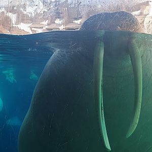 Walrus