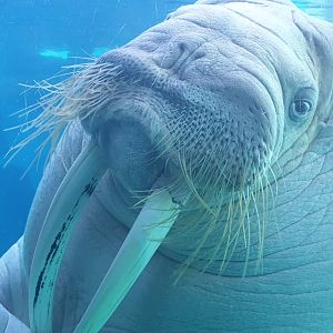 Walrus