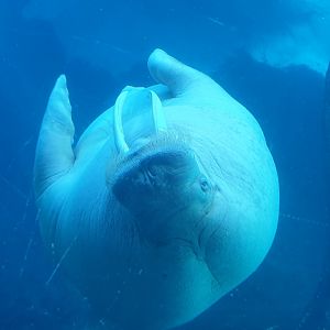 Walrus