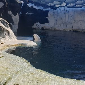 Beluga