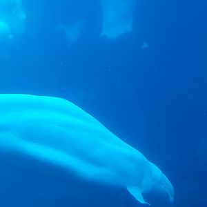 Beluga