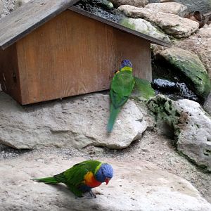 Rainbow Lorikeet Enclosure