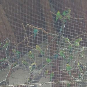 Budgergiar aviary