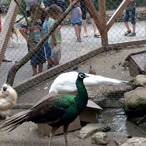 Peafowls