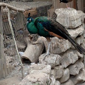 Peafowl