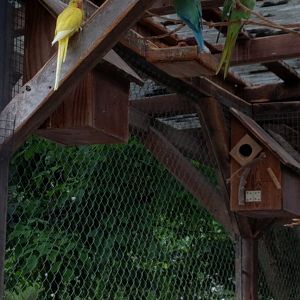 Parakeet aviary