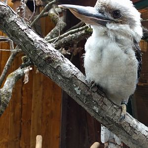 Laughing kookaburra