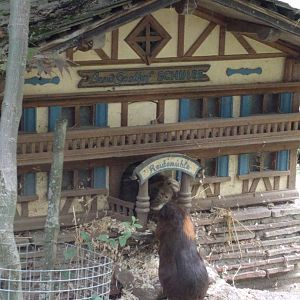 Guinea pig mansion
