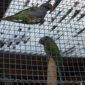 Derbyan Parakeets