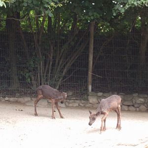 Baby Reindeers