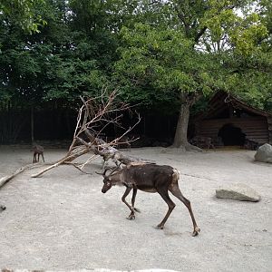 Reindeer Enclosure