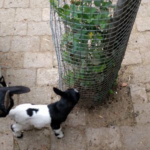 Baby African Pygmy Goat