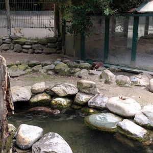 Asian small clawed otter Enclosure