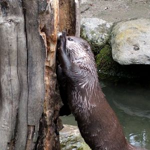 Asian small clawed otter