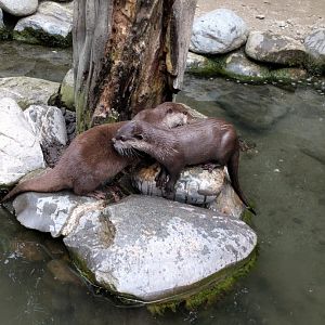 Asian small clawed otters