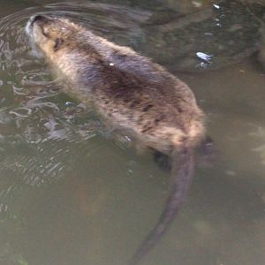 Coypu