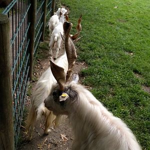 Domestic Goat breed ID