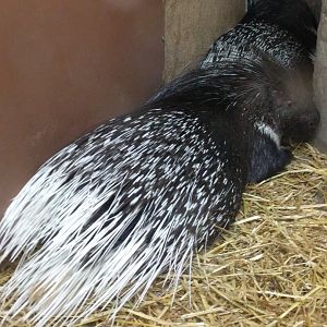 Porcupine