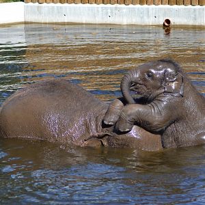 The elephant calf Namsai at the head of his mother Bua in Kolmården
