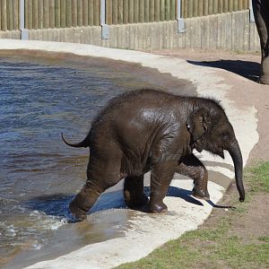 Elephant calf Namsai in Kolmården