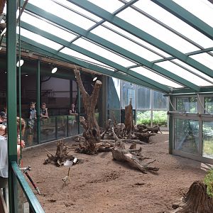Indoor enclosure for meerkat in Kolmården