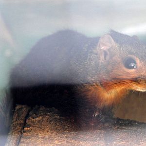 red bush squirrel or red-bellied coast squirrel (Paraxerus palliatus)