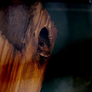 red bush squirrel or red-bellied coast squirrel (Paraxerus palliatus)