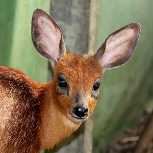 Cape or southern grysbok (Raphicerus melanotis)