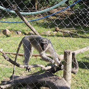 vervet monkey (Chlorocebus pygerythrus)
