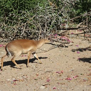 Suni (Neotragus moschatus)