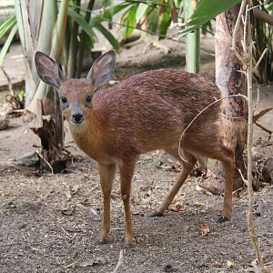Cape or southern grysbok (Raphicerus melanotis)