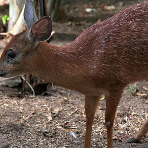 Cape or southern grysbok (Raphicerus melanotis)