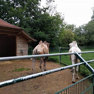 Bactrian Camel Enclosure