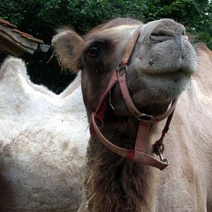 Bactrian Camel
