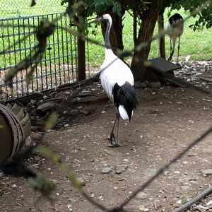 Red crowned crane