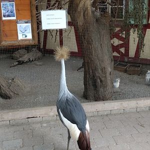 Escaped African Grey crowned crane
