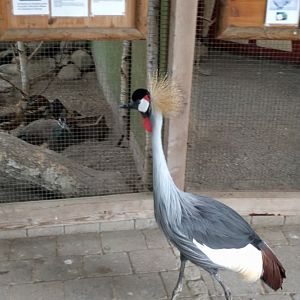 Escaped African Grey crowned crane