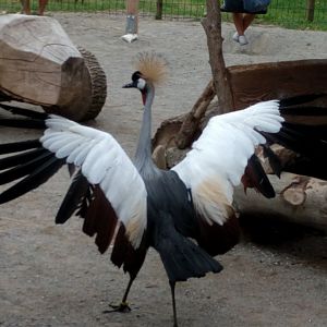Escaped African Grey crowned crane