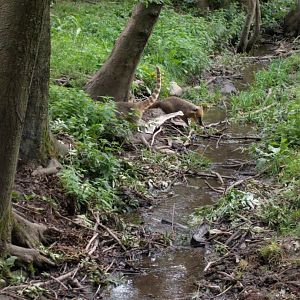 South American coati enclosure