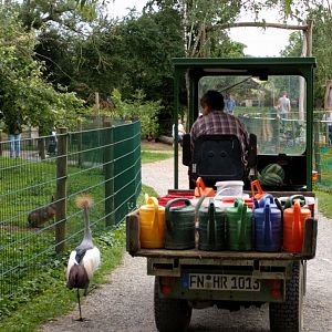 Escaped African Grey crowned crane