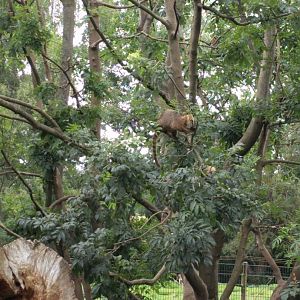 South American coati enclosure treetops