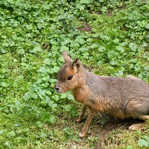 Patagonian cavy